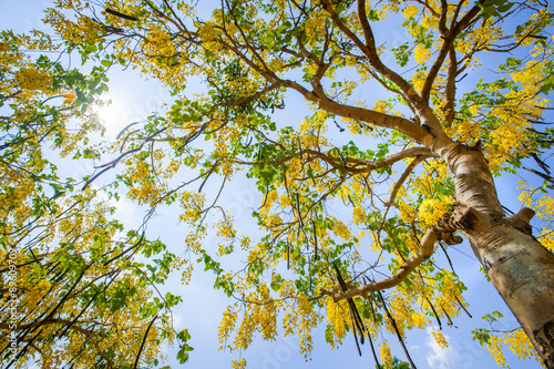 The blooms of Esala. The beautiful golden yellow flowers of the photo