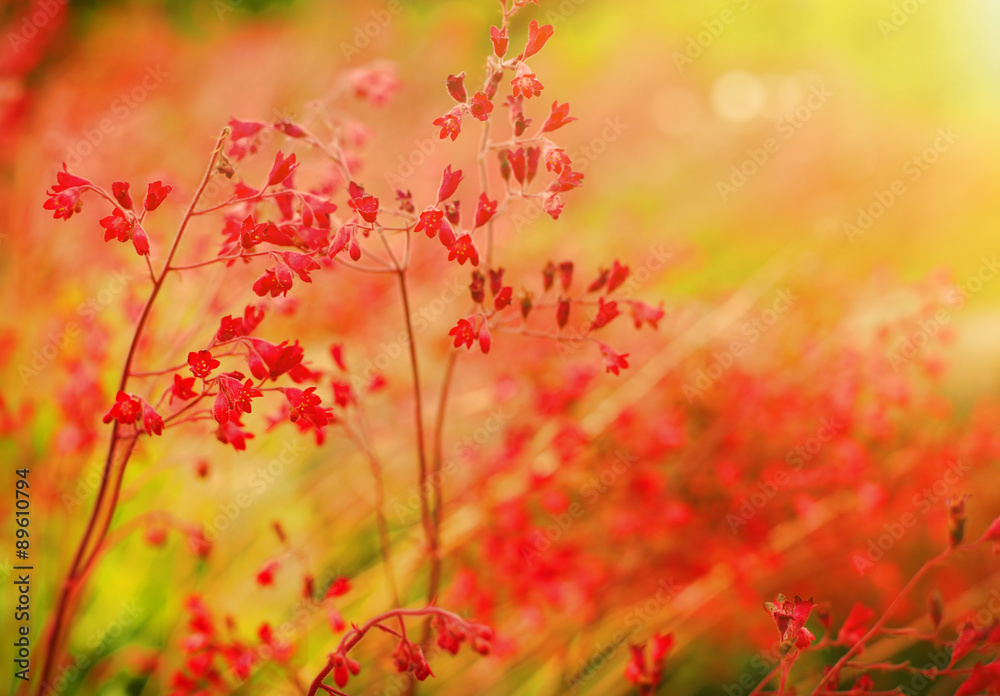 Red Color Flowers on the Meadow Red Color Flowers on the Meadow