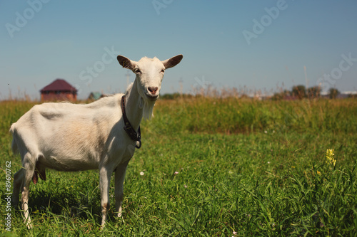 Fototapeta Naklejka Na Ścianę i Meble -  White Goat on the Meadow
