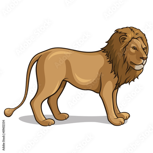 Lion 001