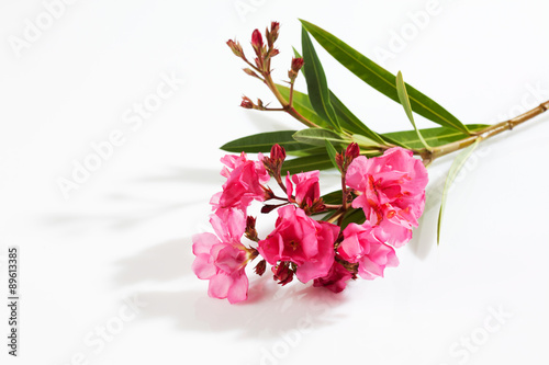 Fototapeta Naklejka Na Ścianę i Meble -  Oleander (Nerium oleander), rosa Blüten, weisser Untergrund, Fr