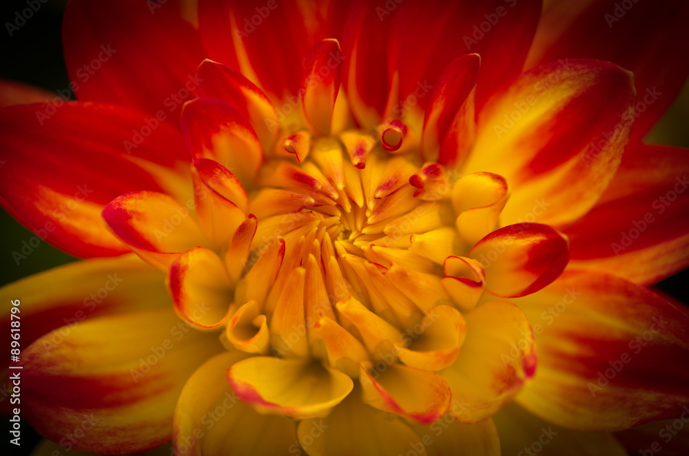 Closeup of a Beautiful Dahlia Flower in Yellow and Red with Dark Background Closeup of a Beautiful Dahlia Flower in Yellow and Red with Dark Background