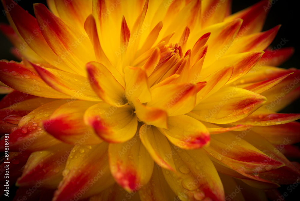 Closeup of a Beautiful Dahlia Flower in Yellow and Red with Dark Background