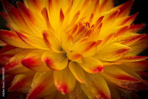 Fototapeta Naklejka Na Ścianę i Meble -  Closeup of a Beautiful Dahlia Flower in Yellow and Red with Dark Background