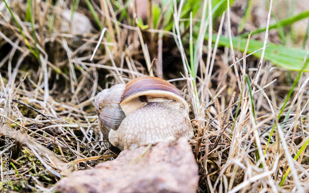 Weinbergschnecke Weinbergschnecke