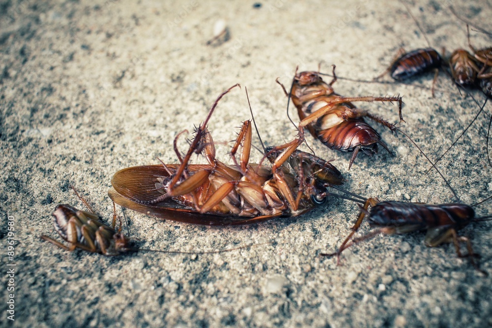 Cockroach Cockroach