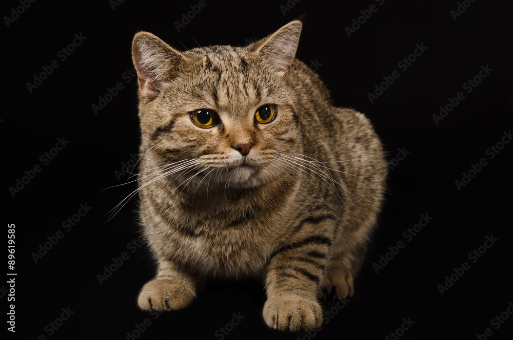 Portrait of a cat Scottish Straight