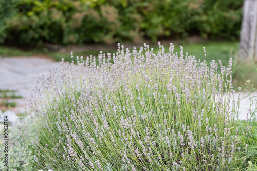 Gartenimpressionen photo