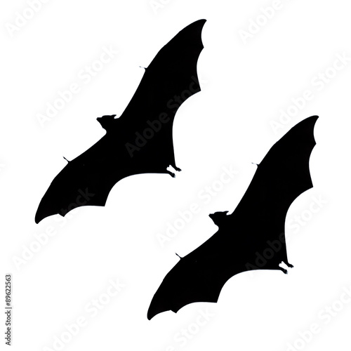 flying fox - huge bat isolated on white background