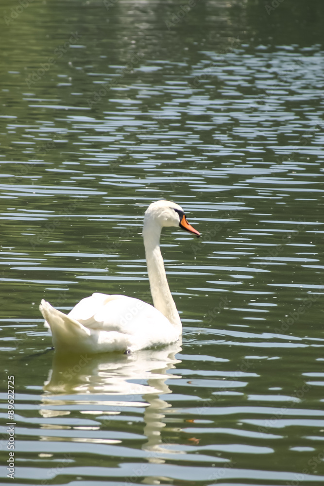 Schwan im Wasser Schwan im Wasser