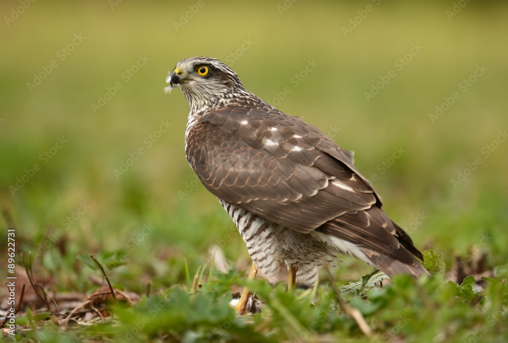 Sparrowhawk Sparrowhawk