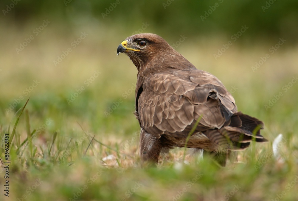 Common buzzard