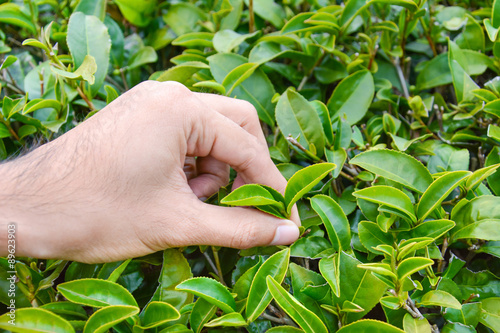 Hand picking tea leaves