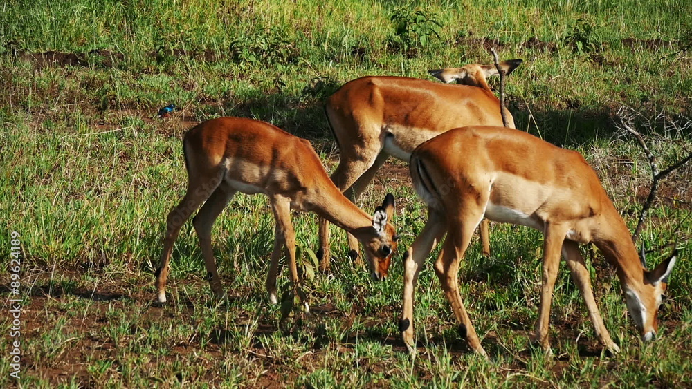 Thomson's gazelles pasturing in savanna. Safari static camera view on Antelopes. Africa. Kenya. Masai Mara. Travel tourism adventure in wild animal nature. Thomson's gazelles pasturing in savanna. Safari static camera view on Antelopes. Africa. Kenya. Masai Mara. Travel tourism adventure in wild animal nature.