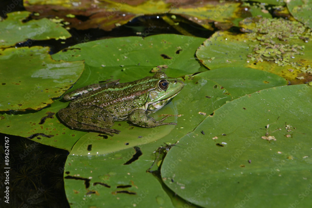 Obraz premium зеленая лягушка на листе кувшинки греется на солнышке