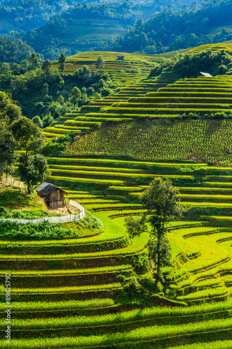 Rice terraces