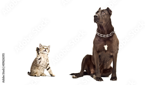 Staffordshire Terrier and kitten Scottish Straight