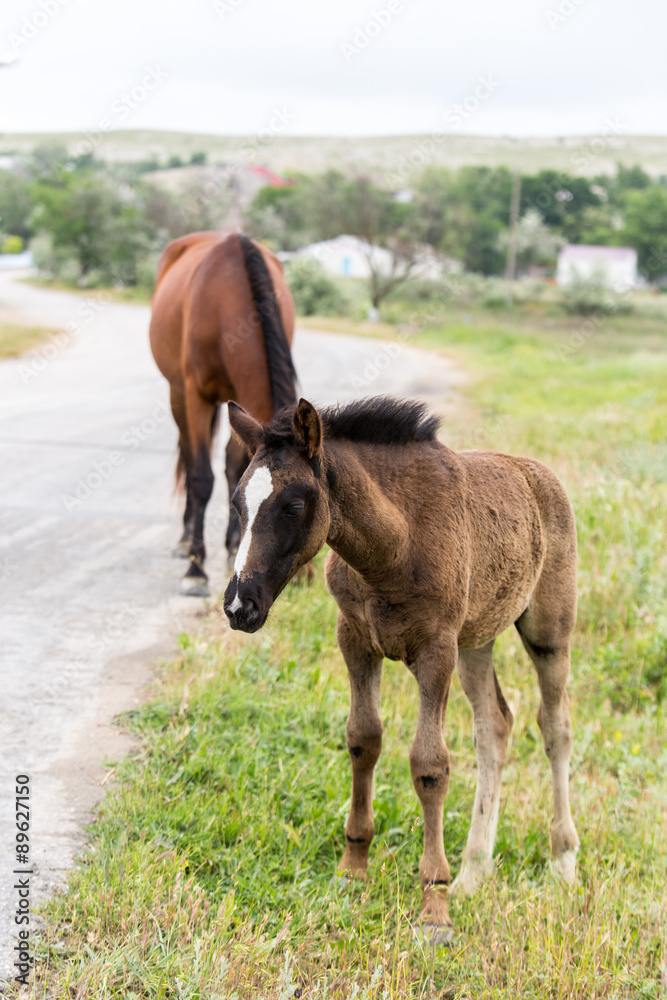 Fototapeta premium Horses walk on a cold day