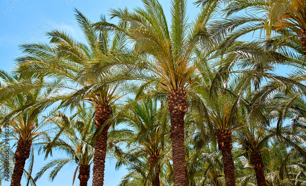 Fototapeta premium Palm trees