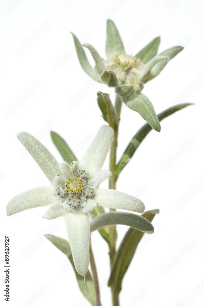 Fototapeta premium Edelweiss; Leontopodium; nivale;