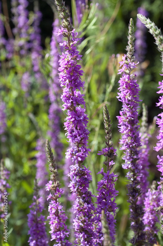 Blutweiderich  Lythrum  salicaria 