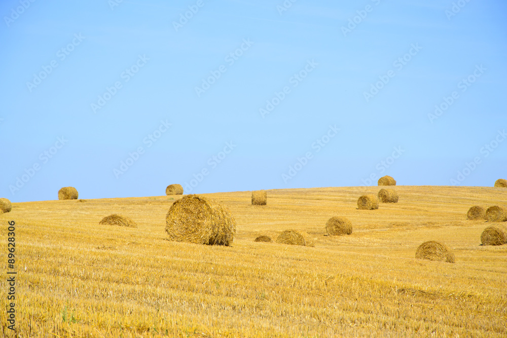 Fototapeta premium Field after Harvest Straw.