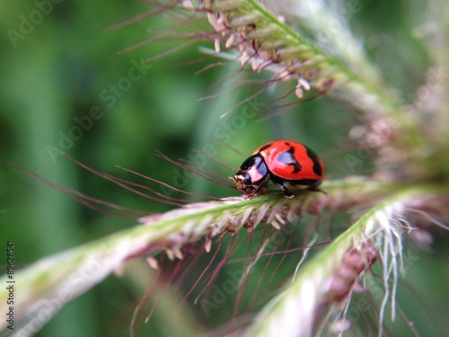 tiny ladybug