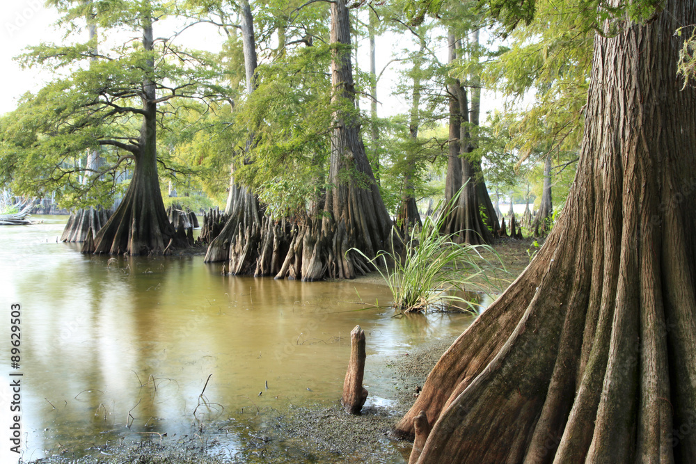 Naklejka premium Bald Cypress Trees on the Edge of a Lake