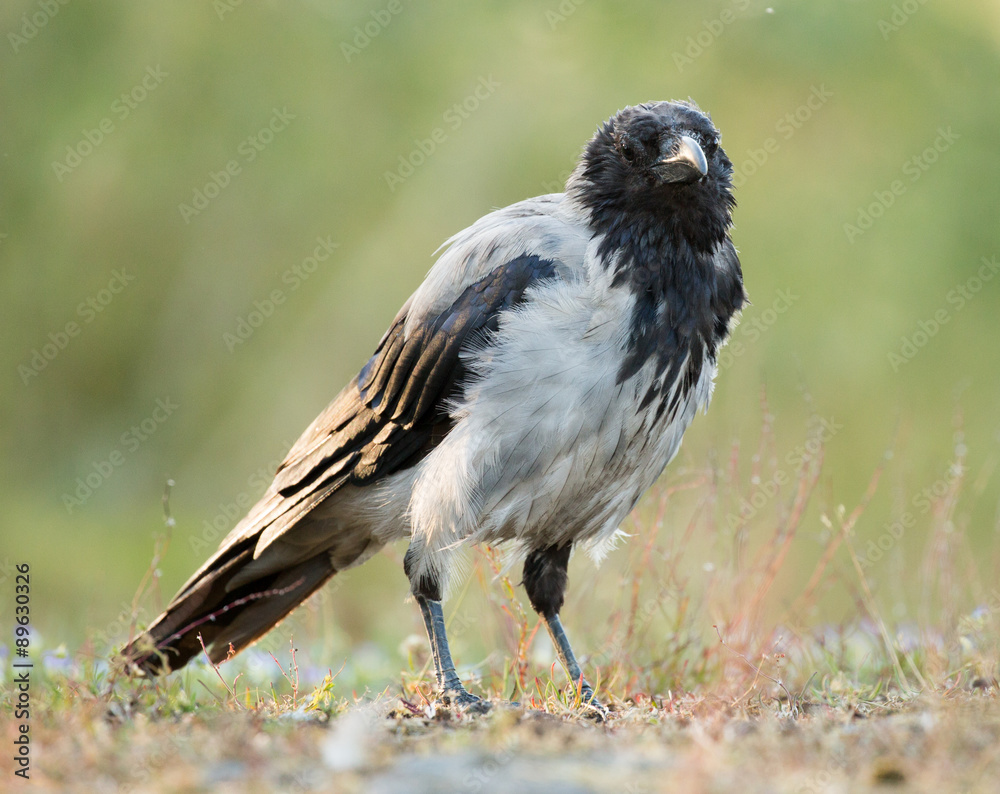 Fototapeta premium Hooded Crow, Corvus corone cornix
