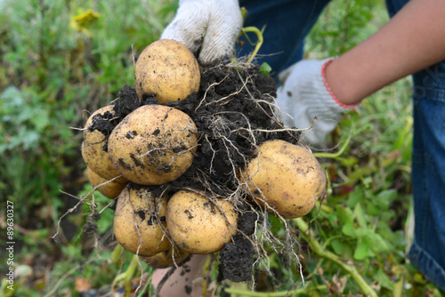 Tubers fresh potatoes in the hands