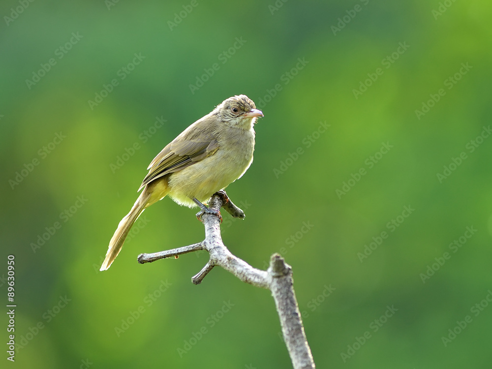 Fototapeta premium Bird, Thailand