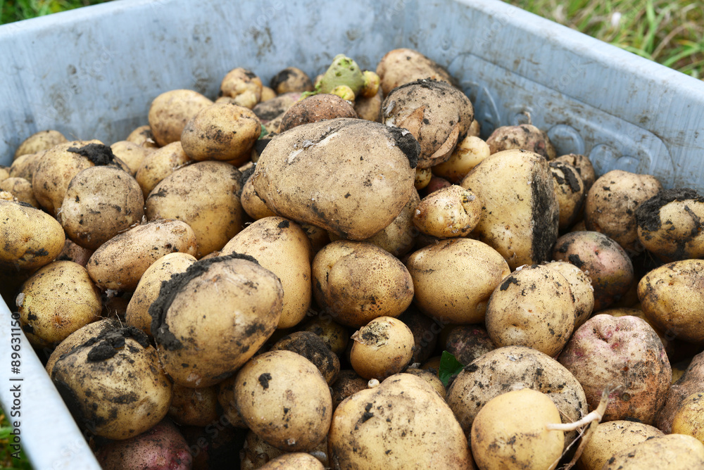 Harvest potatoes in wheelbarrow outdoors Harvest potatoes in wheelbarrow outdoors