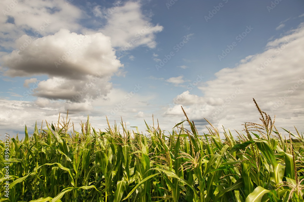 Fototapeta premium corn 3