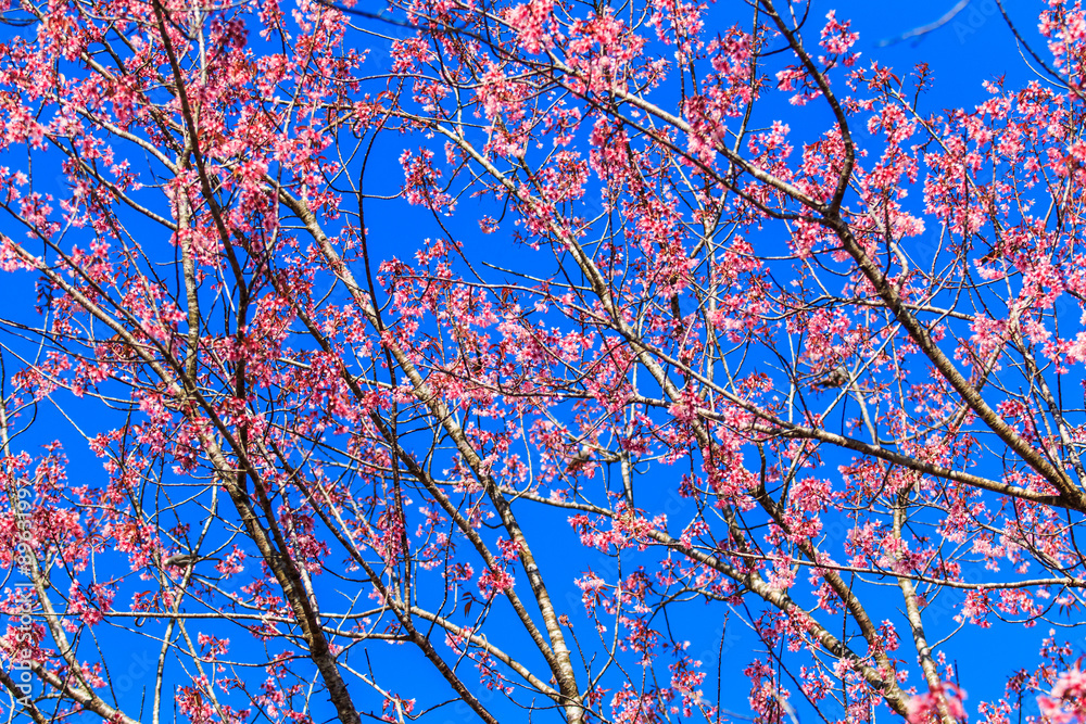 Cherry Blossom or Sakura with White-headed Bulbul Cherry Blossom or Sakura with White-headed Bulbul