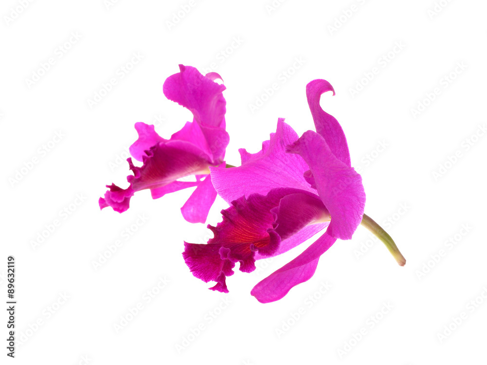Obraz premium Purple orchid isolated on white background