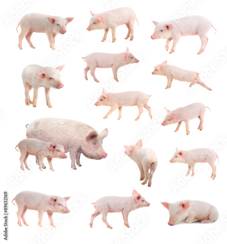 pigs