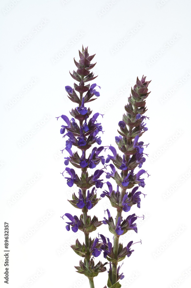 Salvia, nemorosa, ostfriesland, Steppensalbei,
