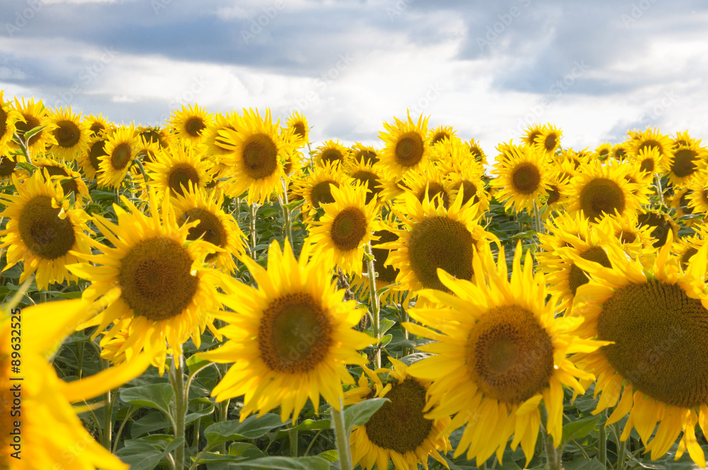 Fototapeta premium Sunflower