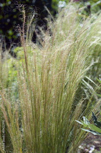 federgras, Stipa, tenuifolia, Zartes,