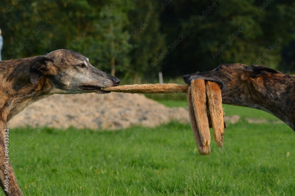 Obraz premium spielende Galgos