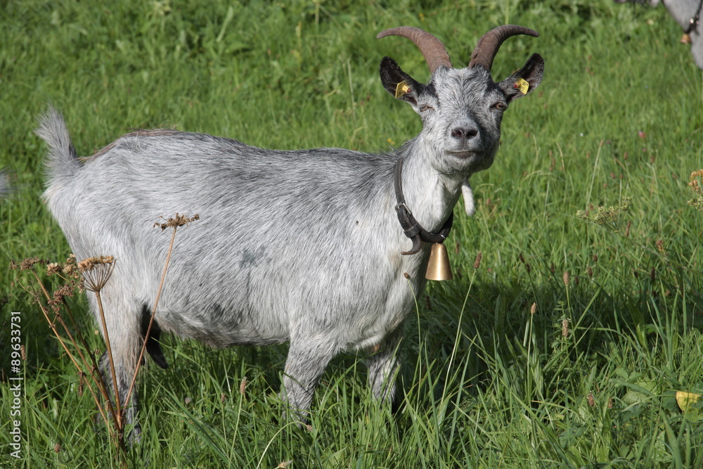 Fototapeta premium bergziege