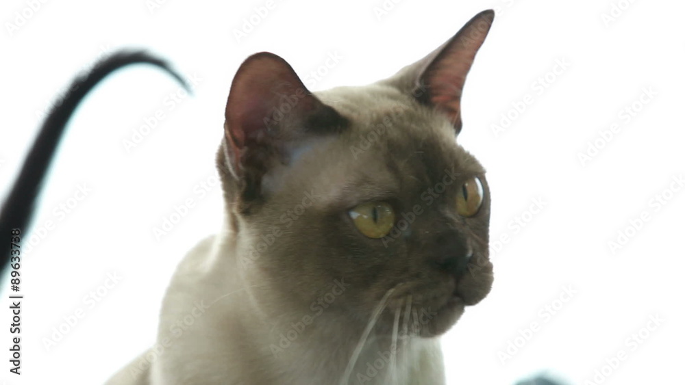 Charming Burmese cat on a white background. Charming Burmese cat on a white background.