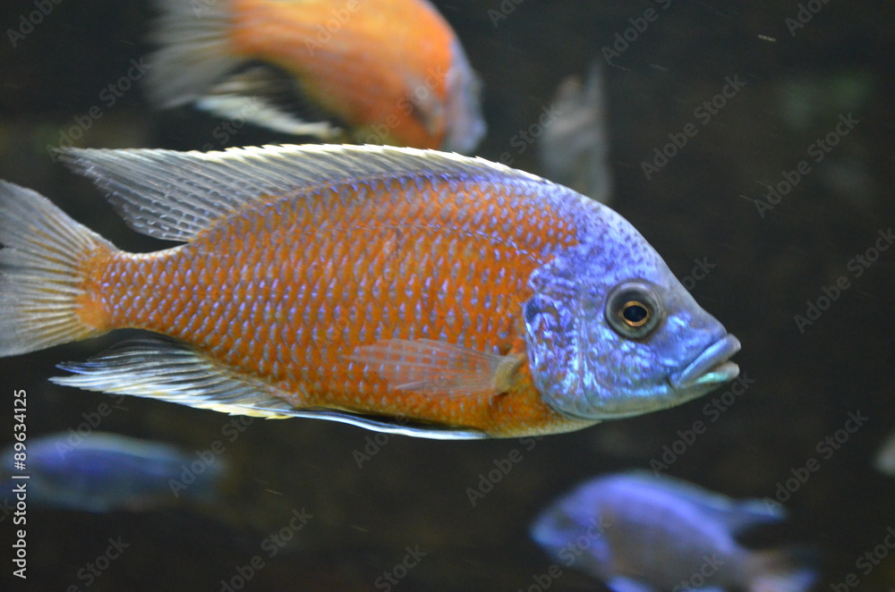 Fish in aquarium
