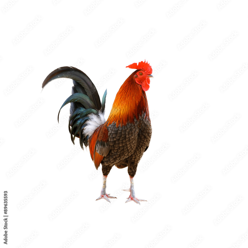 Fototapeta premium Rooster isolated on white background