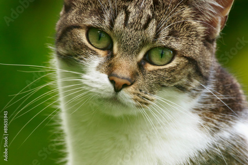 Wallpaper Mural Katzenblick Torontodigital.ca