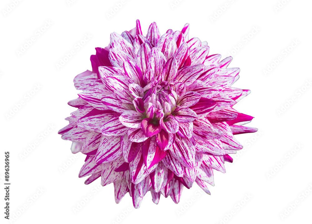 Dahlia isoleted on white background Dahlia isoleted on white background
