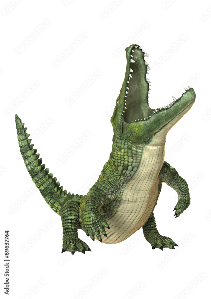 Obraz premium Crocodile