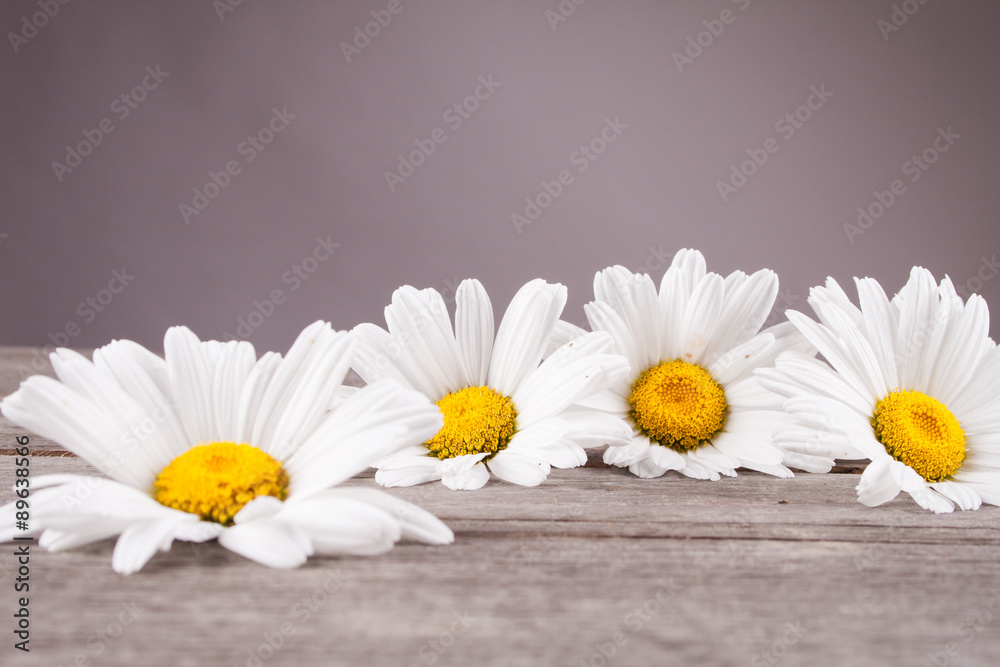 Obraz premium Leucanthemum vulgare on a wooden table