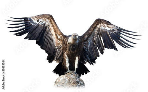  vulture  sitting on stone. Isolated over white photo