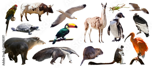 Set of South American animals. Isolated over white